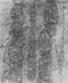 �ļ�ϸ��������