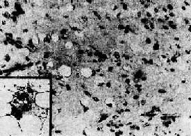 ֬����<a href=