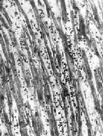 �������ļ���